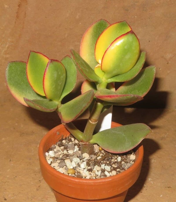 Crassula argentea cv Maruba Kagetsu variegata