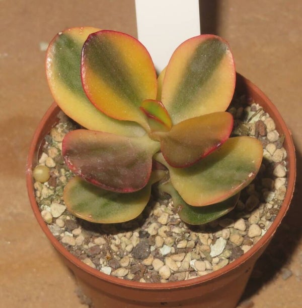 Crassula argentea cv Majiko Gorudo variegata