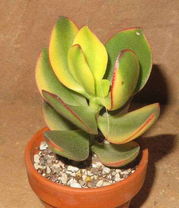 Crassula argentea cv Maruba Kagetsu variegata