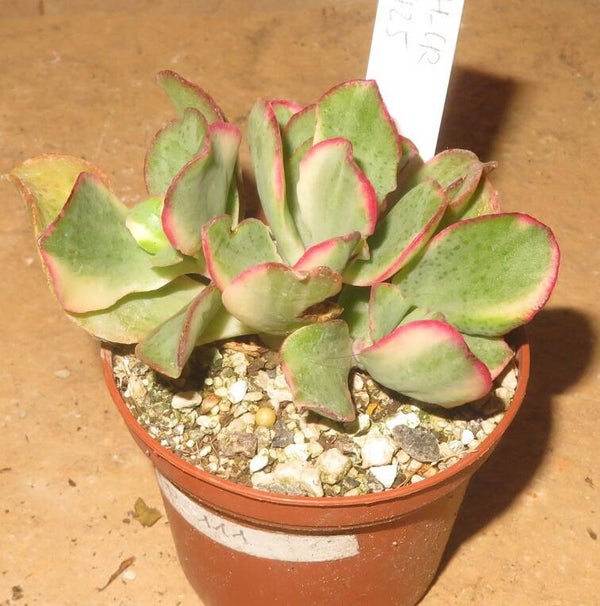 Crassula arborescens undulata variegata