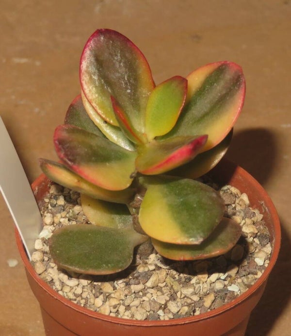 Crassula argentea cv Majiko Gorudo variegata