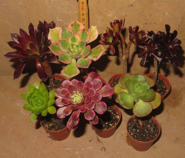 7er Aeonium Mix Pflanze set