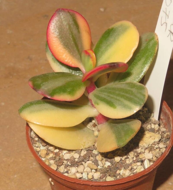 Crassula argentea cv Maruba NISHIKI variegata