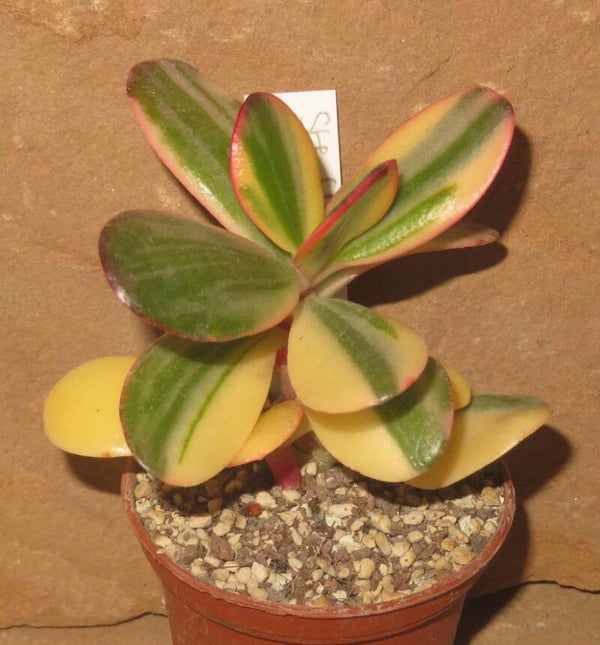 Crassula argentea cv Maruba NISHIKI variegata