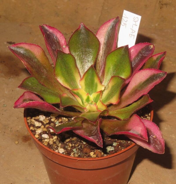 Aeonium cv Phantom variegata