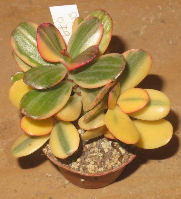Crassula argentea cv Maruba NISHIKI variegata