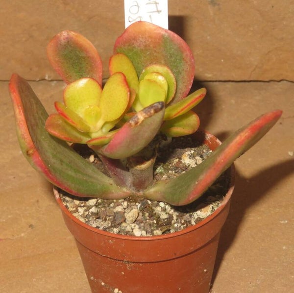Crassula argentea cv JADE variegata