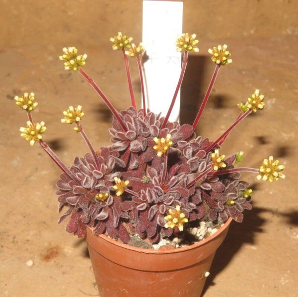 Crassula pubescens