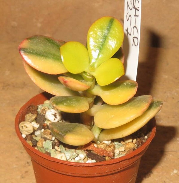 Crassula argentea minor cv Majiko Gorudo variegata