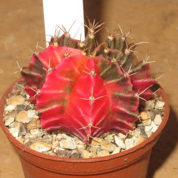 Gymnocalycium mihanovichii cv Hibotan-Nishiki variegata