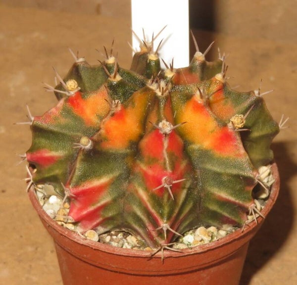 Gymnocalycium mihanovichii cv Hibotan-Nishiki variegata