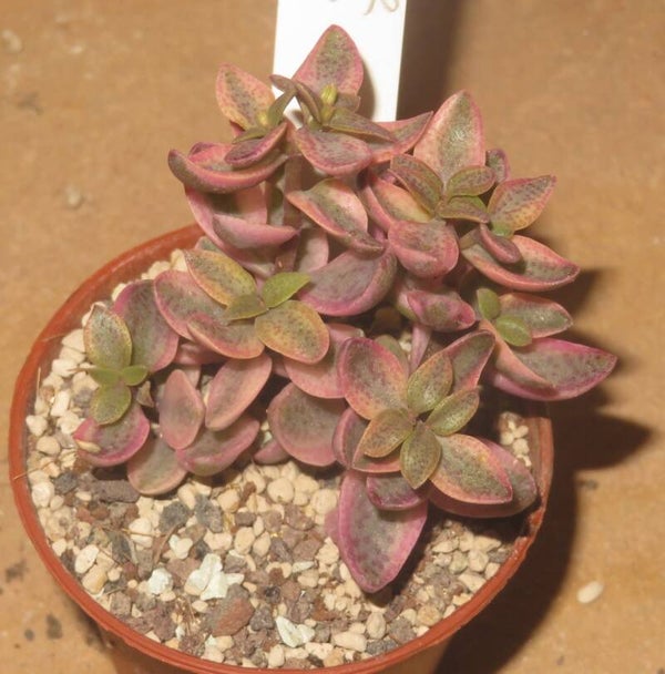 Crassula volkensii variegata
