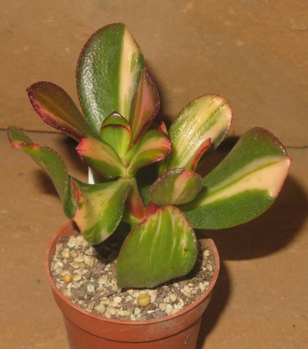 Crassula argentea cv Mikaeri Bijin variegata