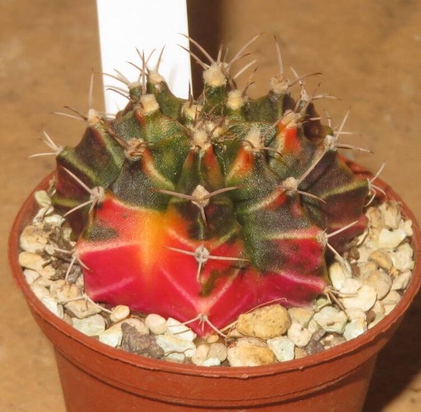 Gymnocalycium mihanovichii cv Hibotan-Nishiki variegata