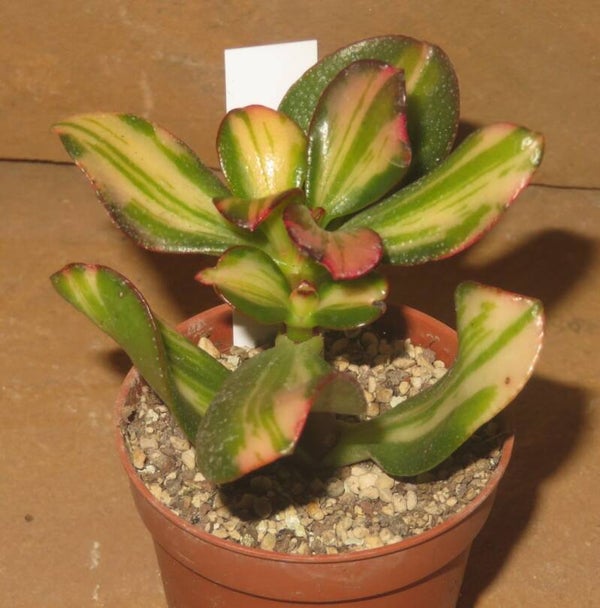 Crassula argentea cv Mikaeri Bijin variegata