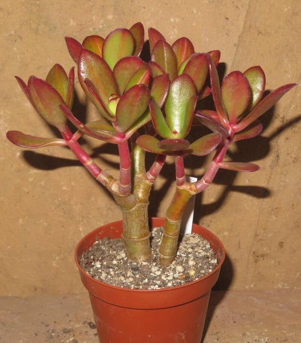 Crassula argentea cv JADE
