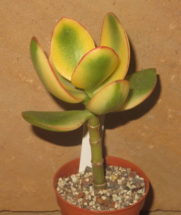 Crassula argentea cv Maruba Kagetsu variegata
