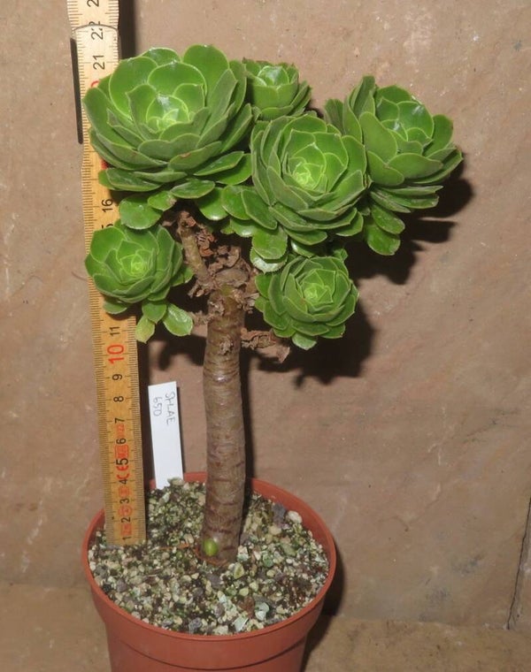 Aeonium arboreum magnificum