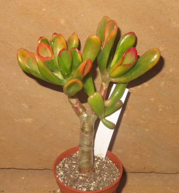 Crassula argentea cv Hobbit variegata
