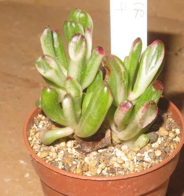 Crassula argentea cv Gollum variegata