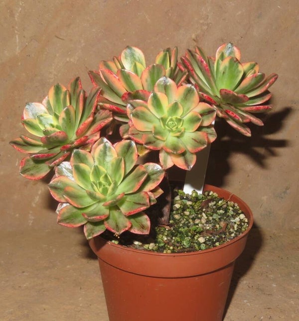 Aeonium cv Bronze Medal variegata