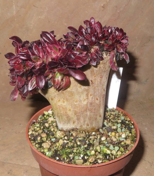 Aeonium cv Chanel cristata variegata