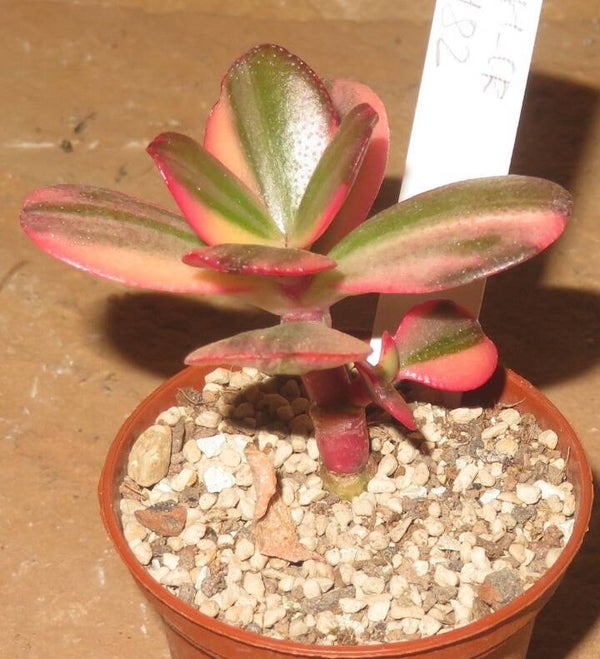 Crassula argentea cv Maruba NISHIKI variegata