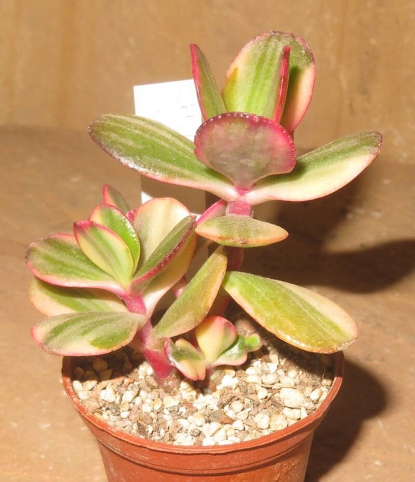 Crassula argentea cv Maruba NISHIKI variegata