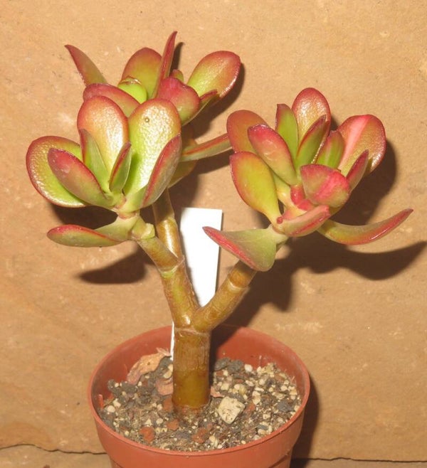 Crassula argentea cv JADE