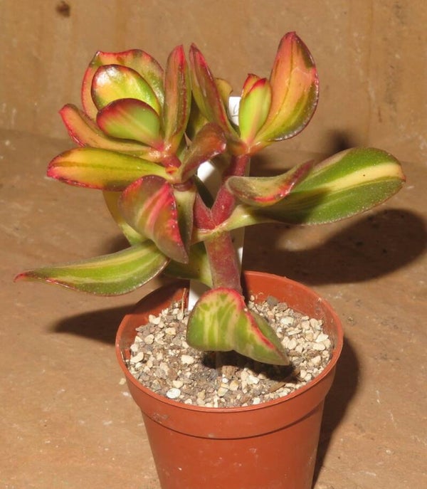 Crassula argentea cv Mikaeri Bijin variegata