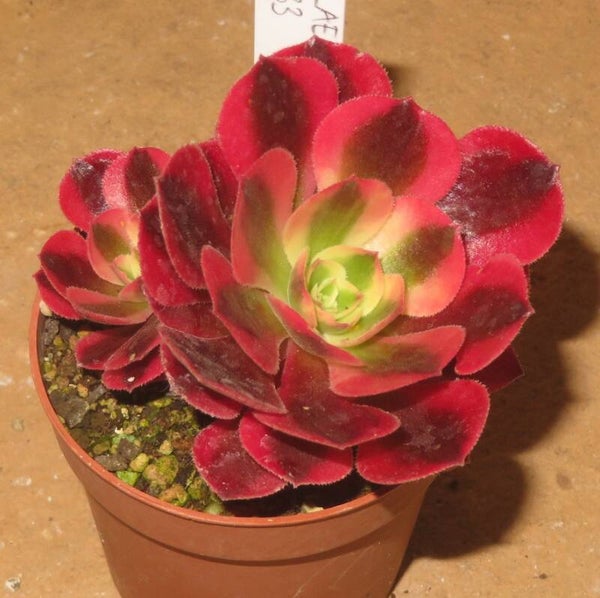 Aeonium cv Pink Witch variegata