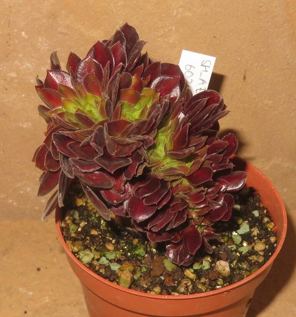 Aeonium cv Kilimanjaro cristata variegata
