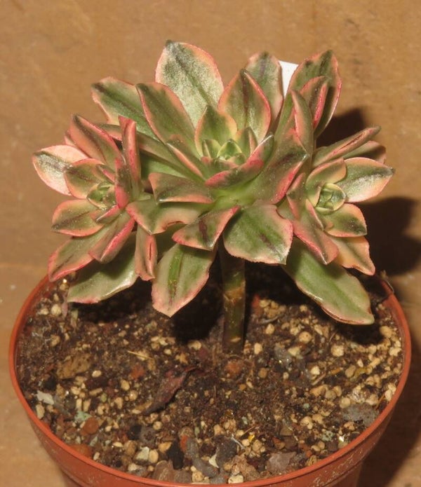 Aeonium cv Bronze Medal variegata