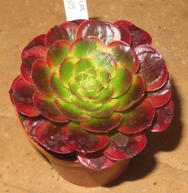 Aeonium cv Milky White variegata