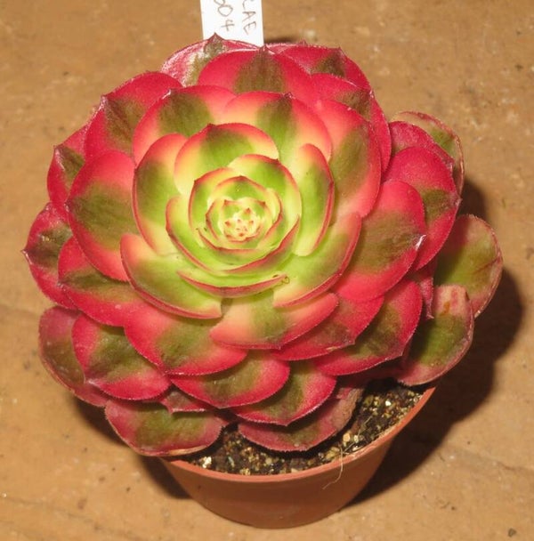 Aeonium cv Magic Candle variegata