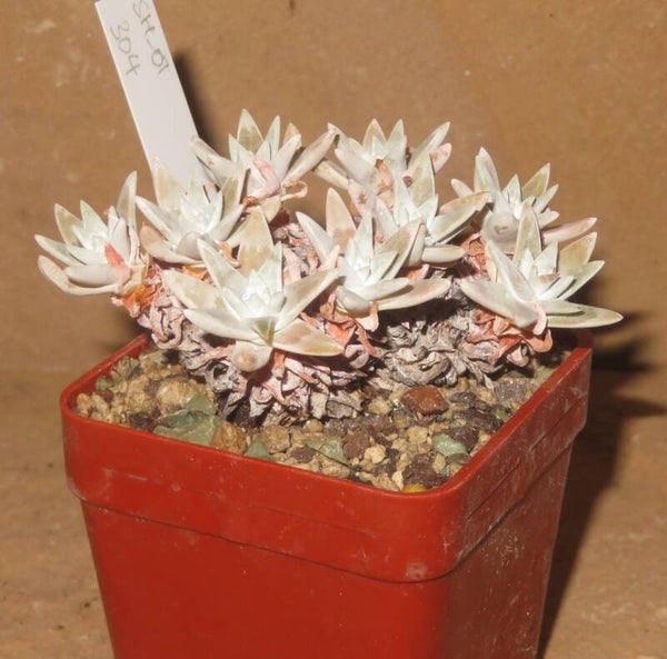 Dudleya greenei cv white sprite gnoma