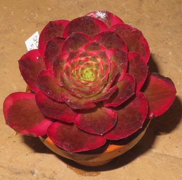Aeonium cv Charm Golden Rose variegata