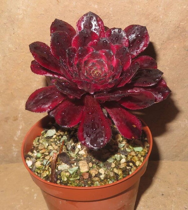 Aeonium cv Black King Kong variegata