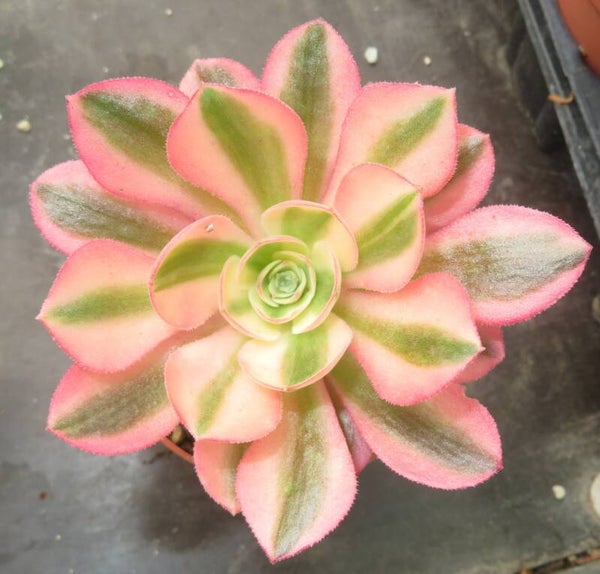 Aeonium cv Pink Witch variegata