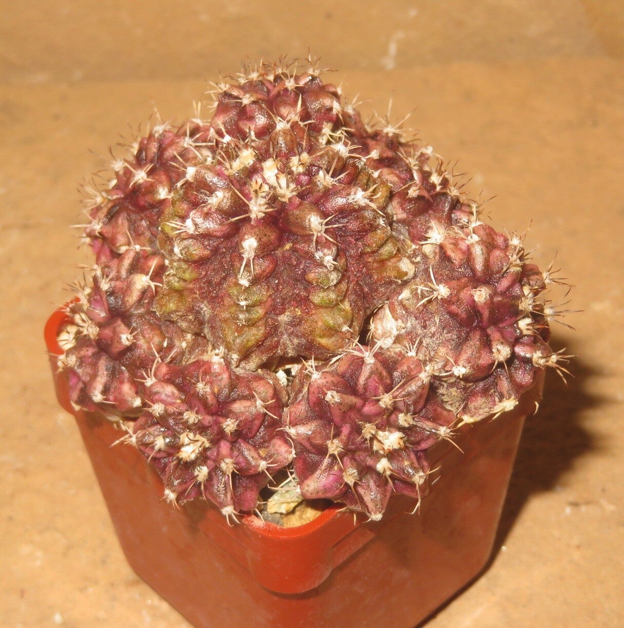 Gymnocalycium cv T-Lux x T-Rex Hybrid variegata Alte Pflanze