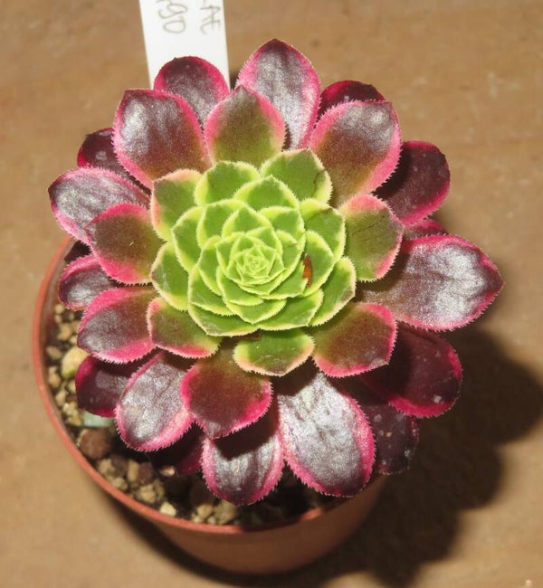Aeonium Morning Glow variegata