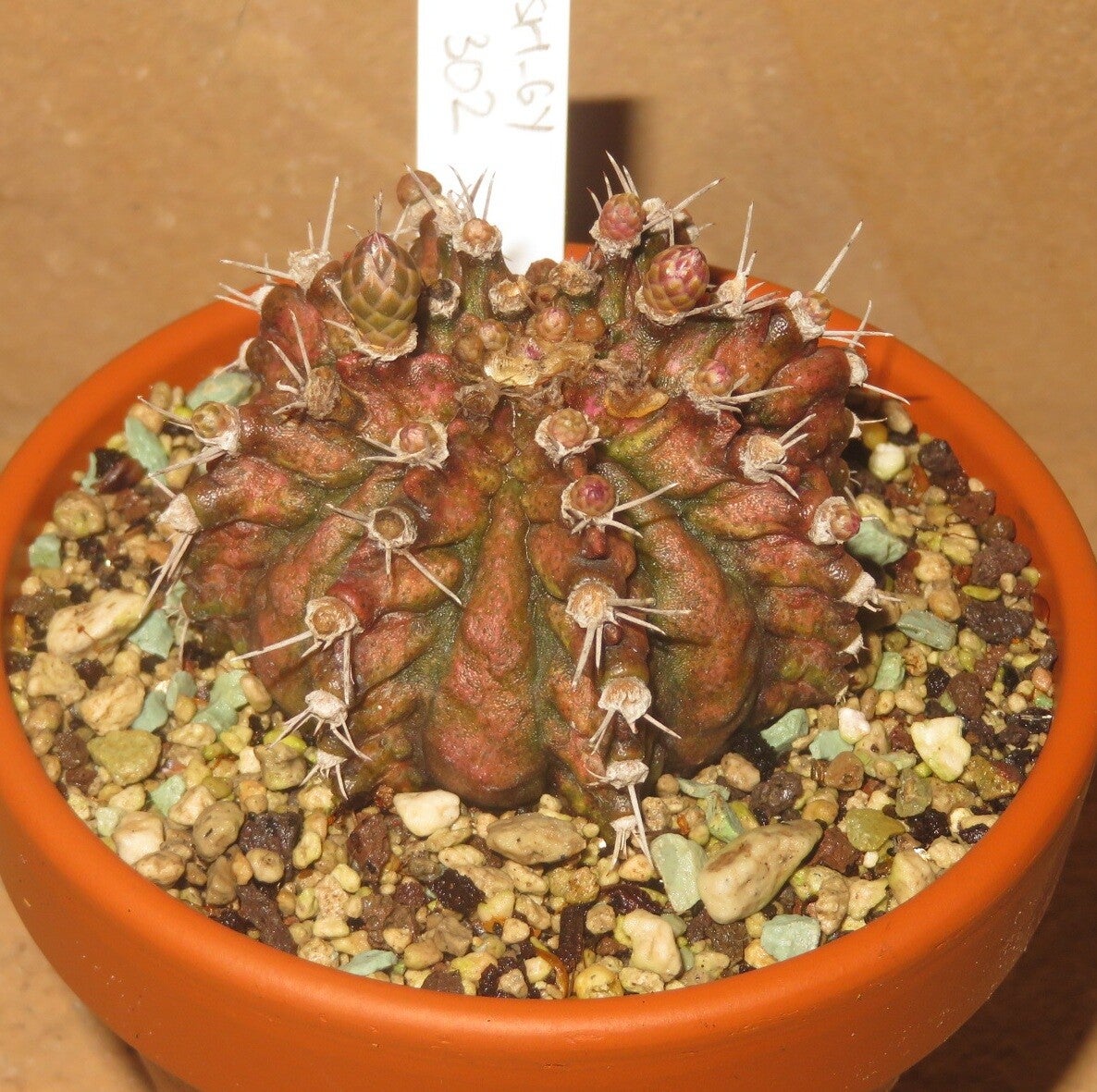 Gymnocalycium cv T-Lux x T-Rex Hybrid variegata Alte Pflanze