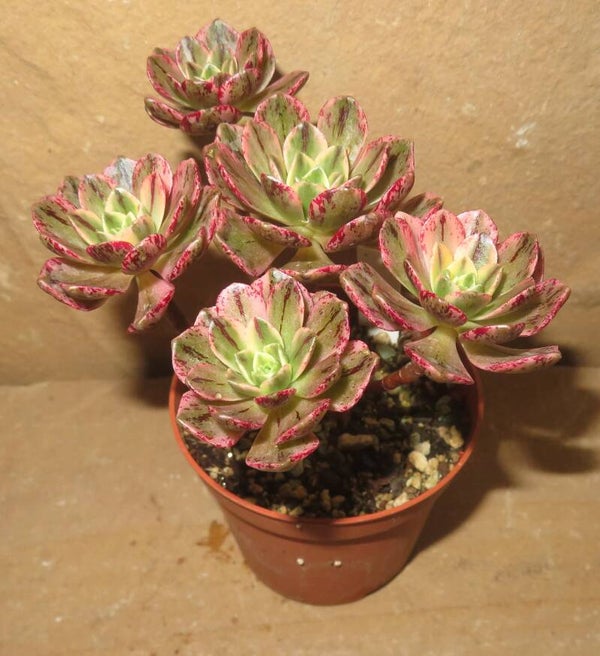 Aeonium cv Bronze Medal variegata