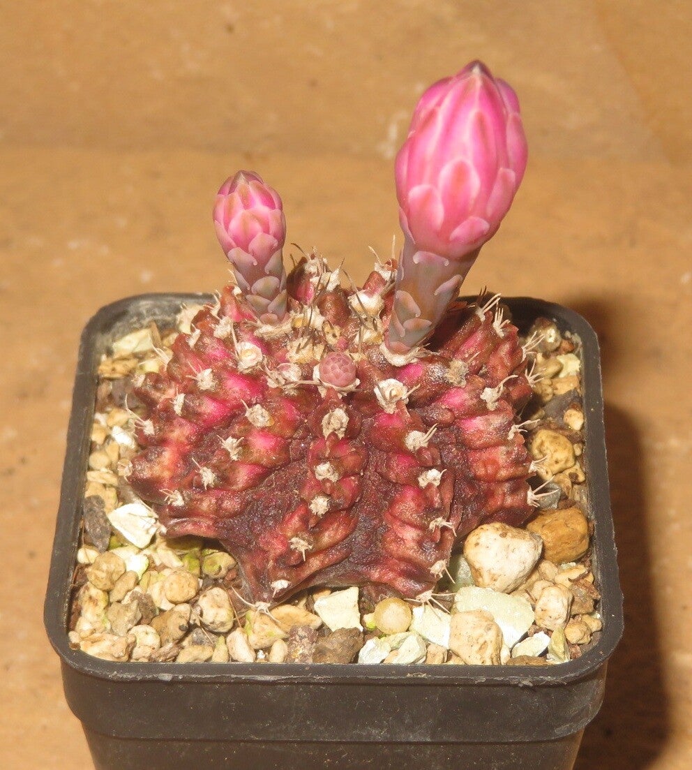 Gymnocalycium cv T-Lux x T-Rex Hybrid variegata