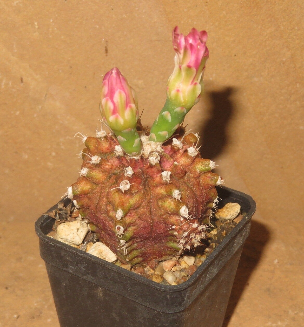 Gymnocalycium cv T-Lux x T-Rex Hybrid variegata Alte Pflanze