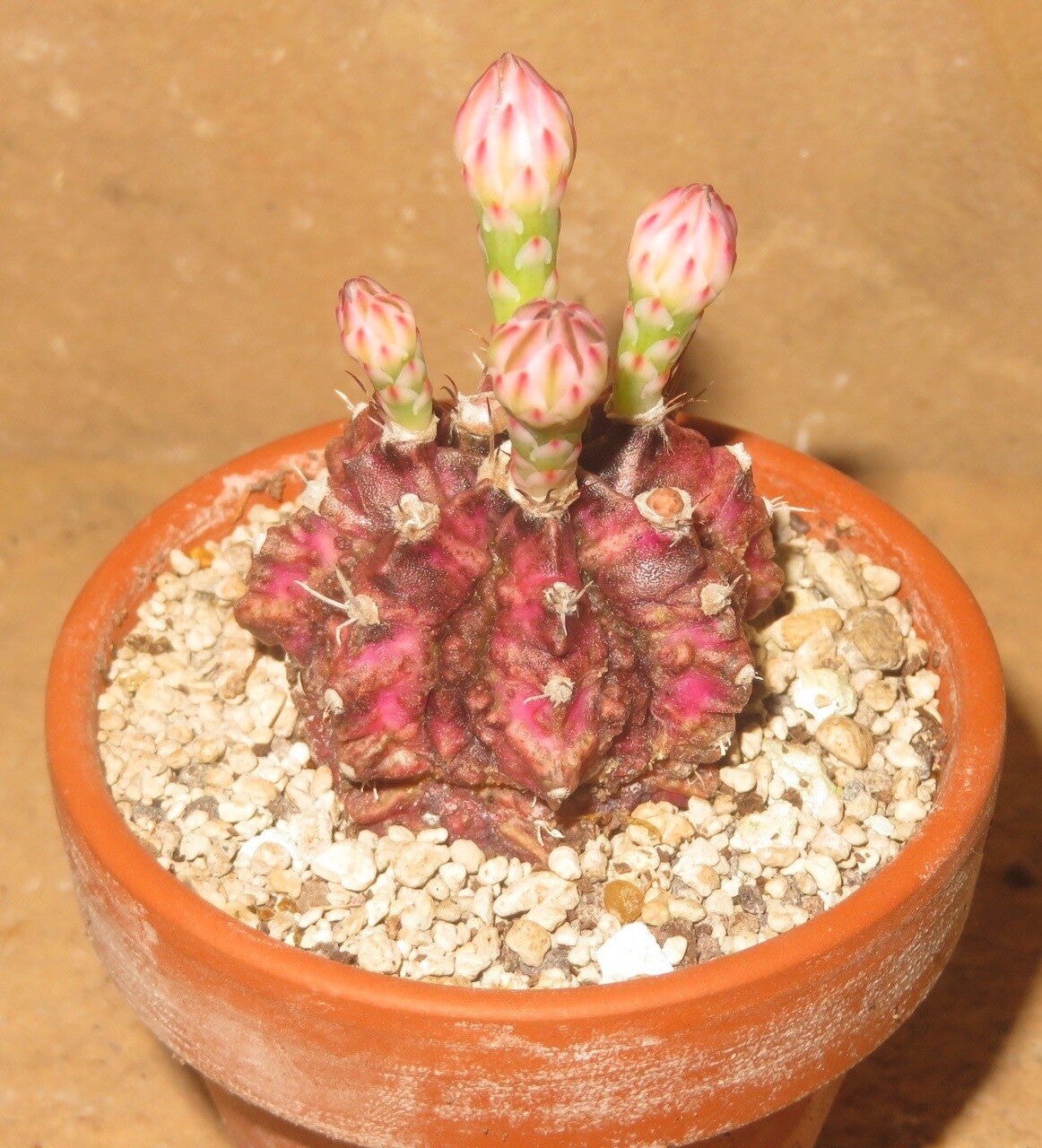 Gymnocalycium cv T-Lux x T-Rex Hybrid variegata Alte Pflanze