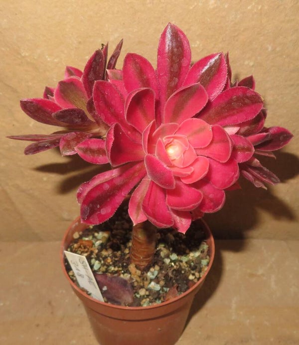 Aeonium cv Rainbow Swirl variegata