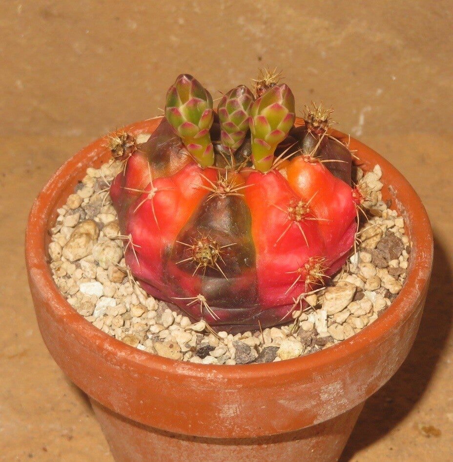 Gymnocalycium damsii v multiproliferum variegata