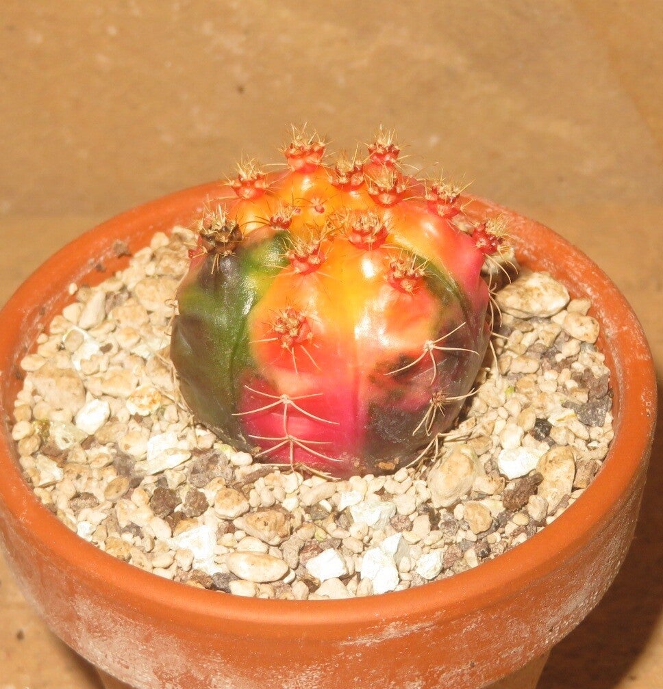 Gymnocalycium damsii v multiproliferum variegata