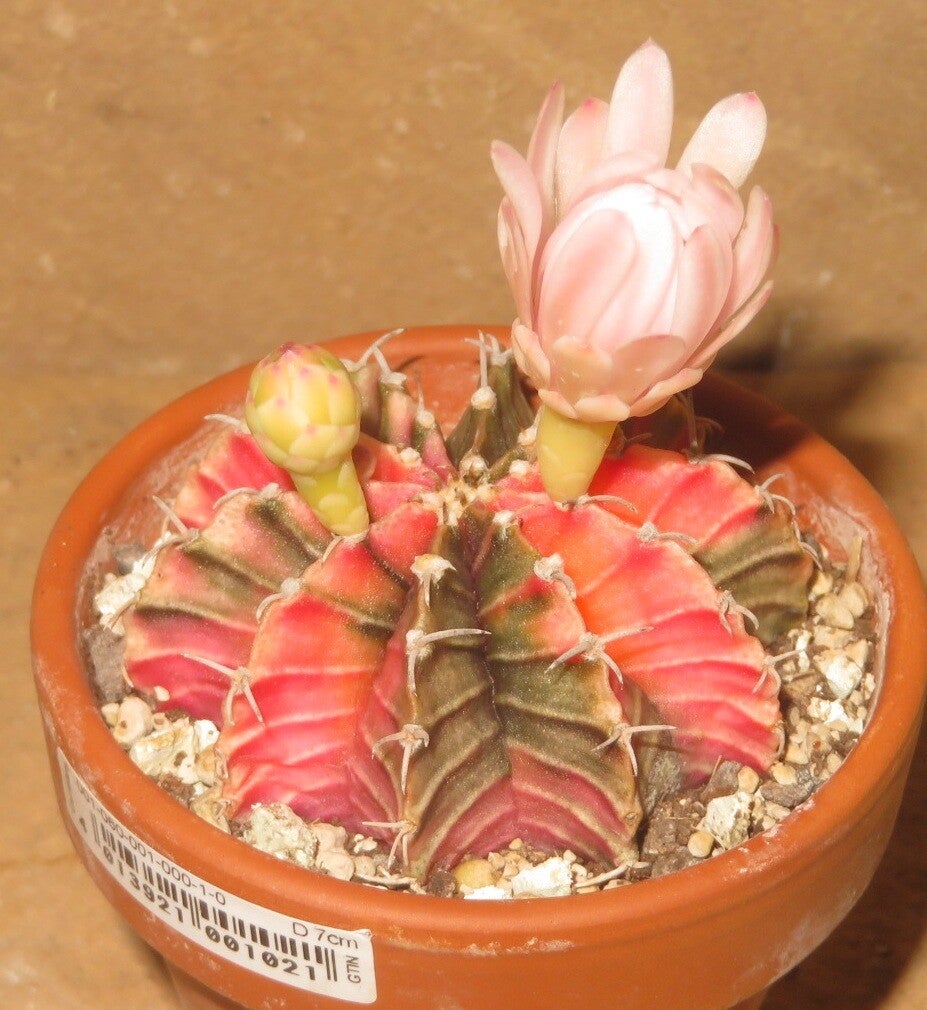 Gymnocalycium friedrichii cv LB2178 Hybrid variegata